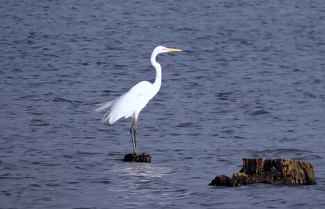 Great white heron great white egret bird