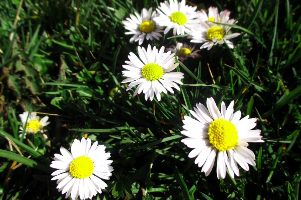 Daisies flower nature