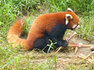 Zoo nature mammal