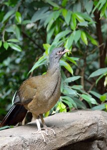 Wildlife nature portrait photo