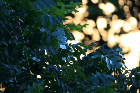 Shiny cape ash foliage