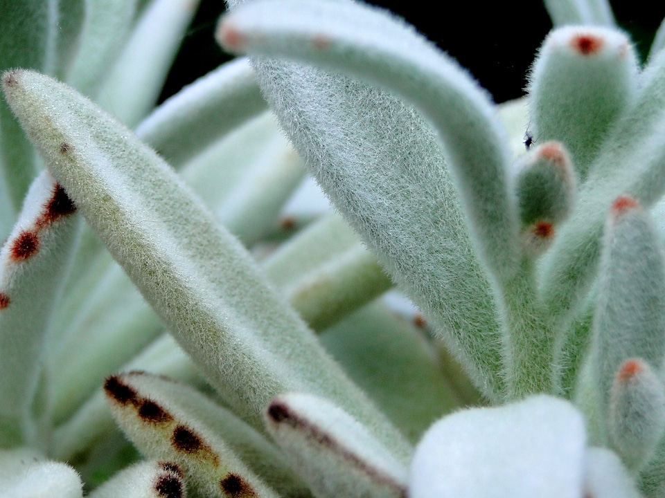 Panda plant houseplant green