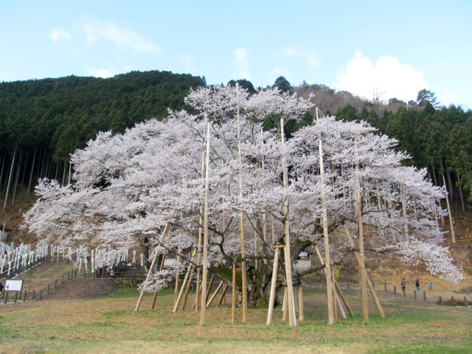 Usuzumi sakura tree with more than 1500 years japan