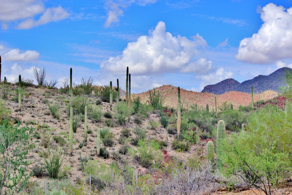 Beautiful scenery cactus photo