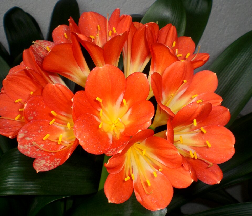 Bloom close up orange