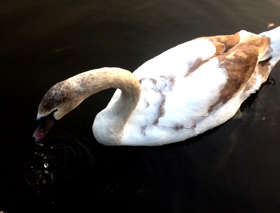 Bird feathers water bird