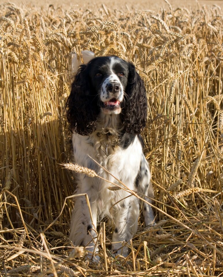 English springer spaniel springer spaniel black
