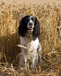 English springer spaniel springer spaniel black photo