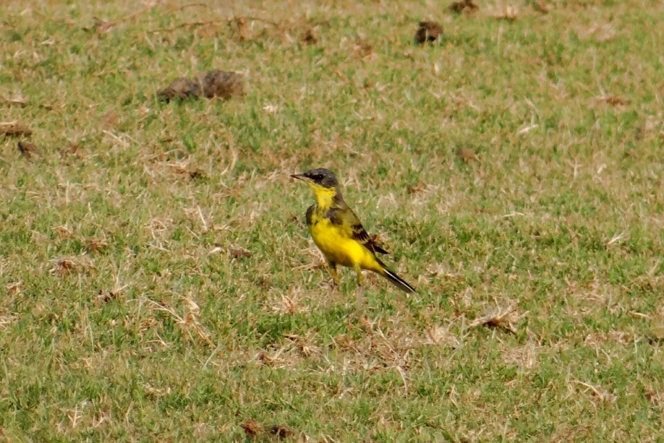 Fauna aves tattihallia
