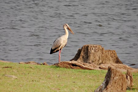 Bird stork wader photo