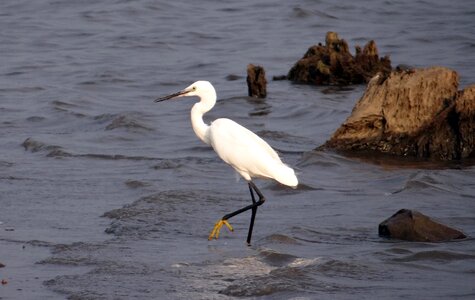 Bird egret wader photo