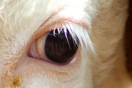 White eyelashes animal eyes mirroring
