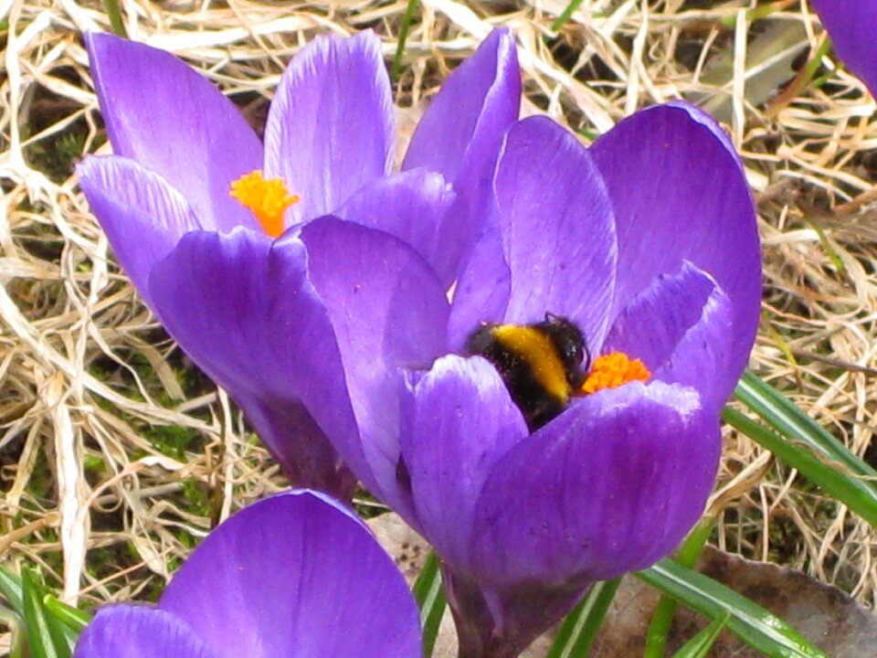 Bee flower bee in bloom