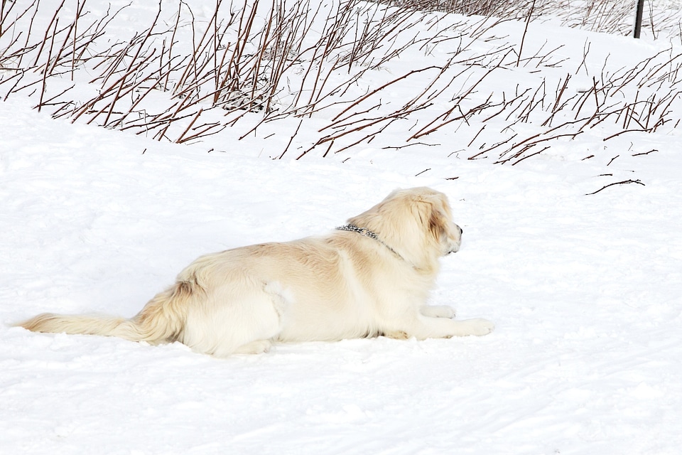 Animal lay laying