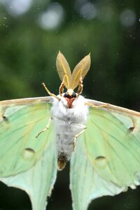 Flying green wings photo