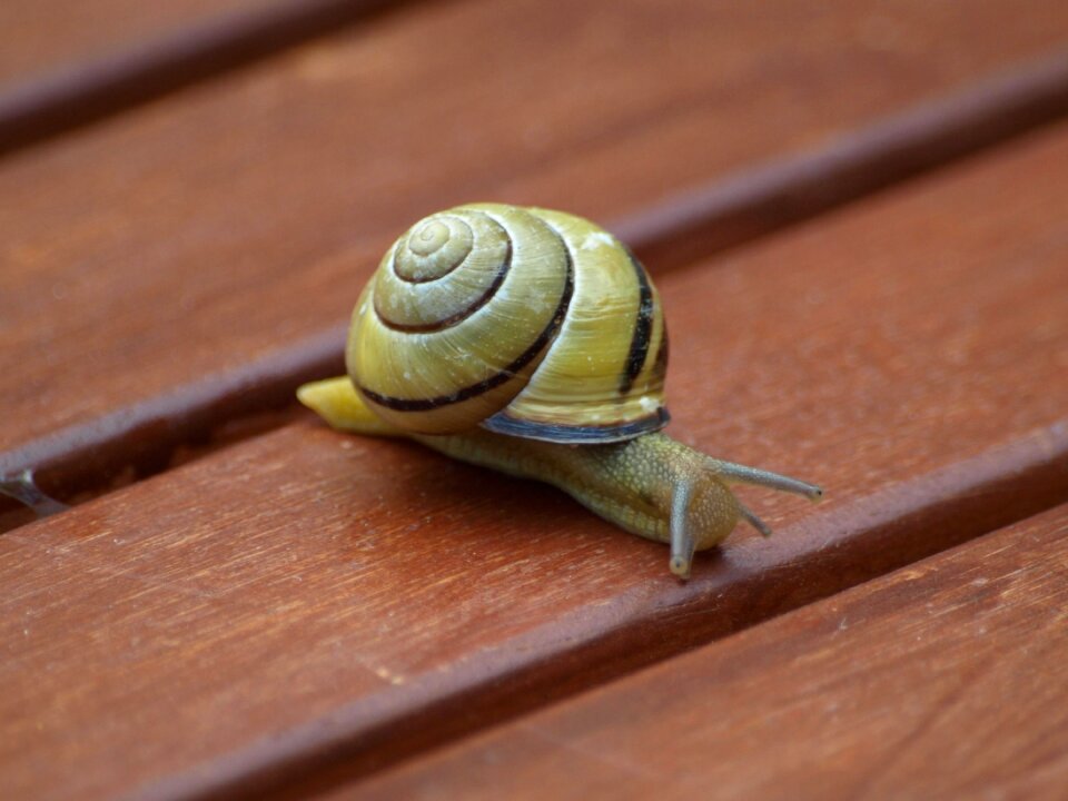Shell slowly mollusk