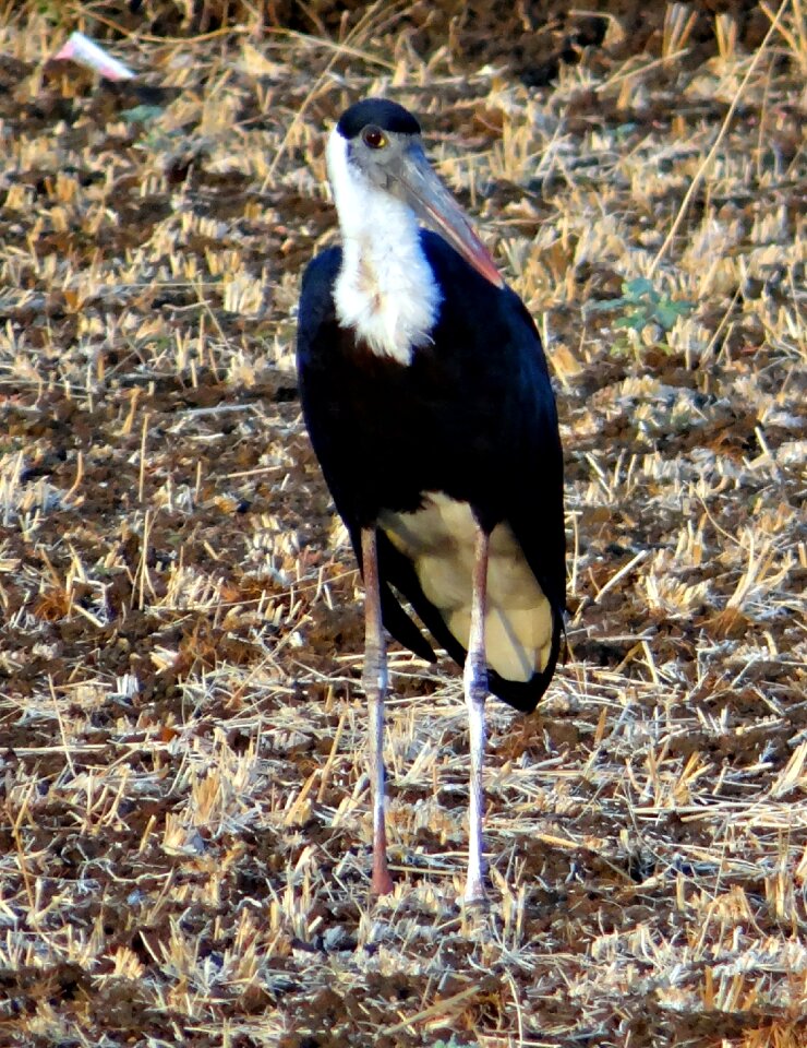 Ciconia episcopus wader bird