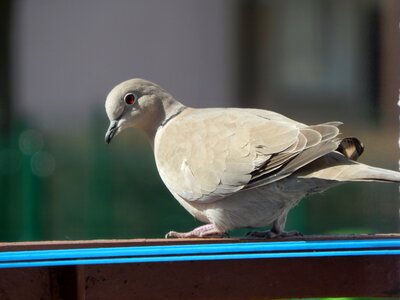 Bird dove animals photo