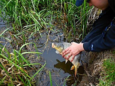 Fish south bohemia ledenice photo