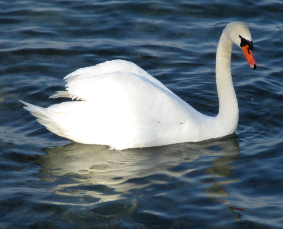 Majestic plumage beaded