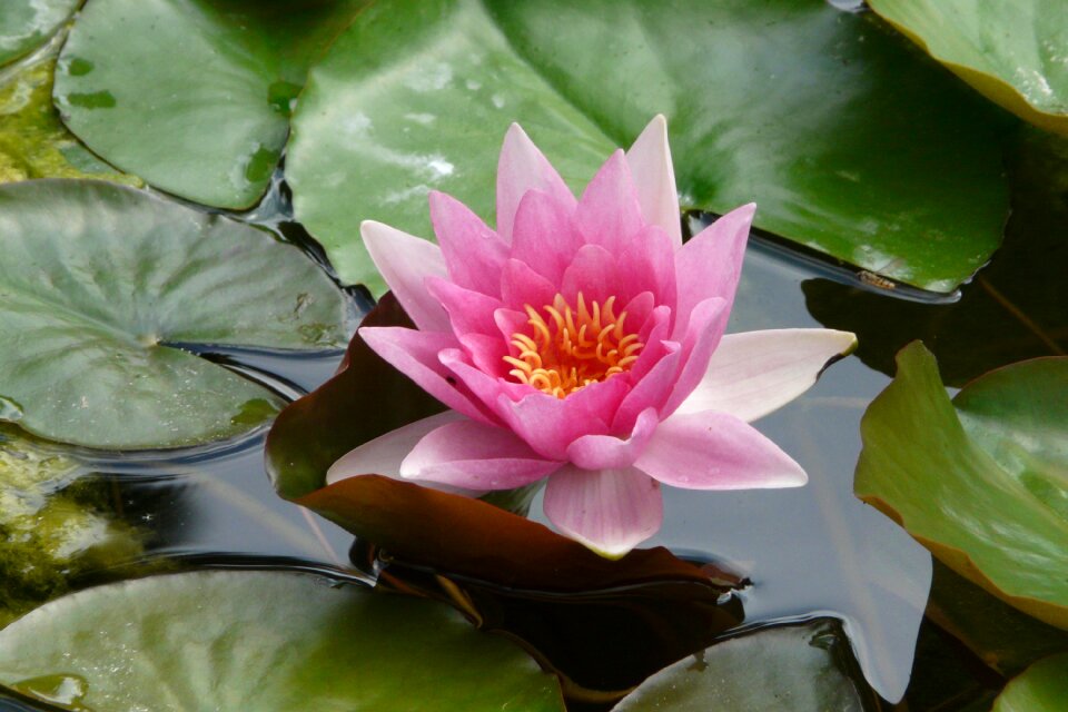 Bloom aquatic plant bloom