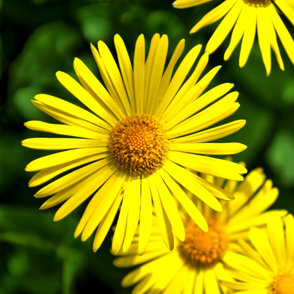 Flowers nature spring