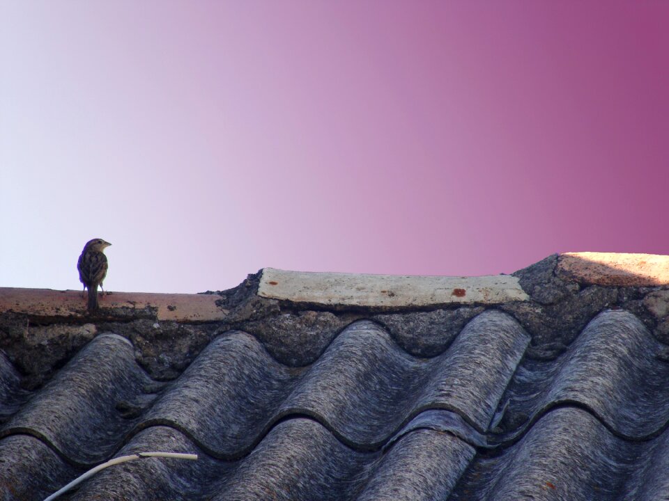 Sparrow bird Free photos