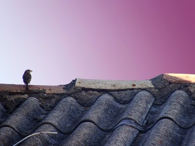 Sparrow bird Free photos