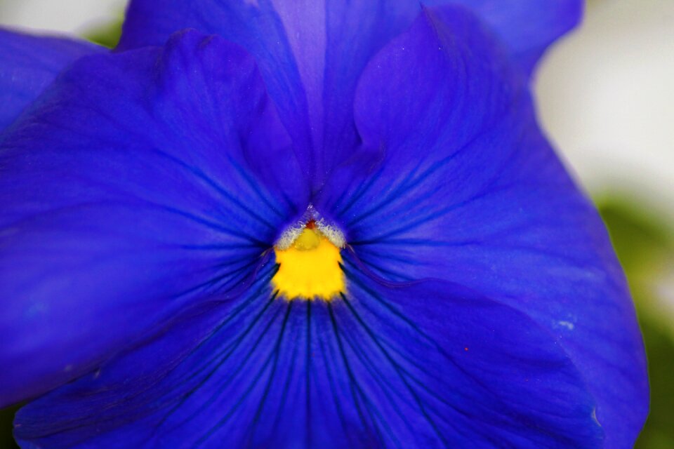 Blue plant close up