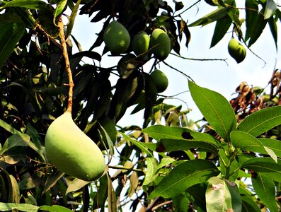 Fruit tropical india