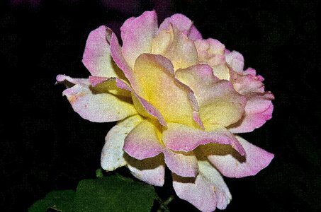 Flora plant tender