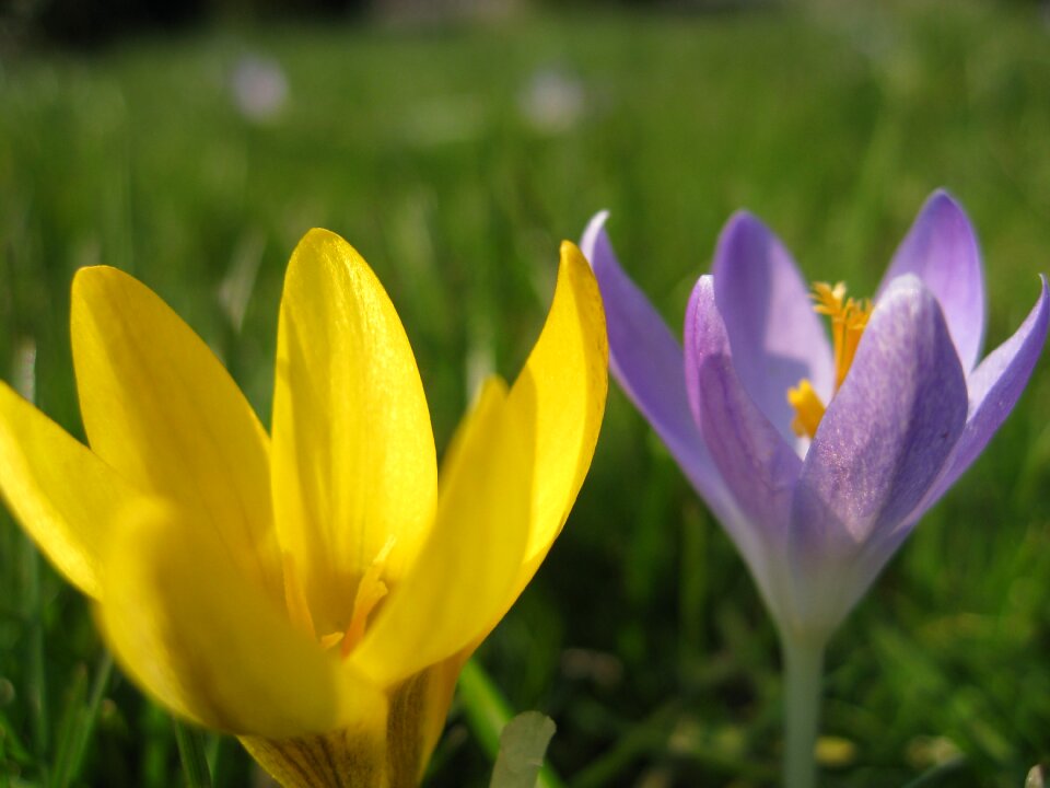 Yellow flower violet