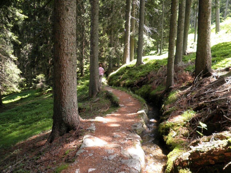 Forest away bach