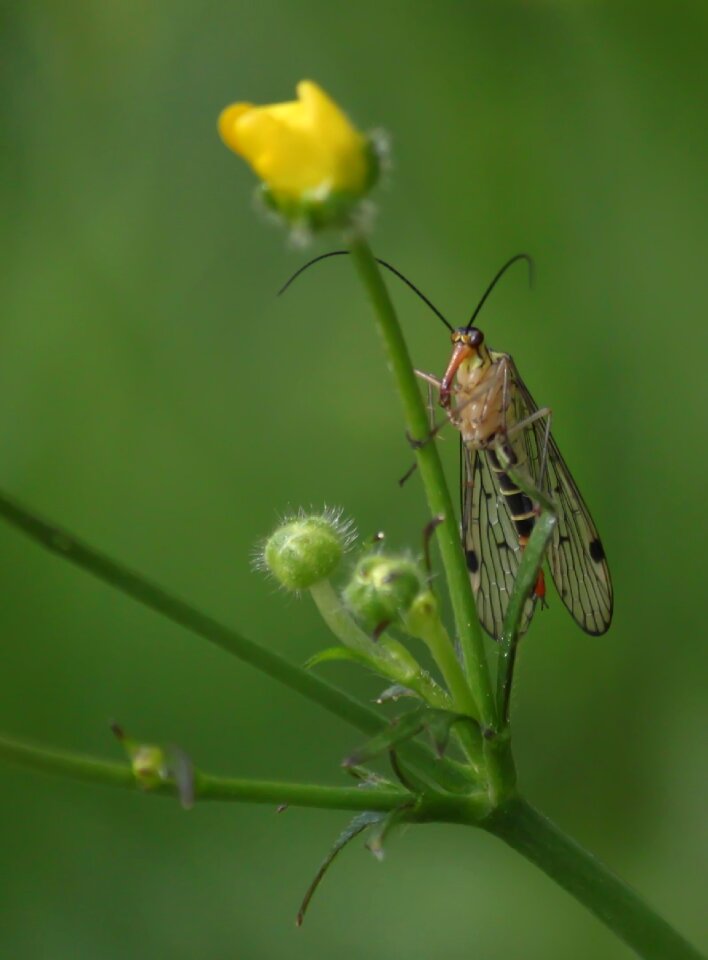 Nature fly schnabelfliege