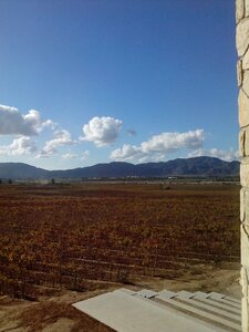 Vineyard landscape autumn