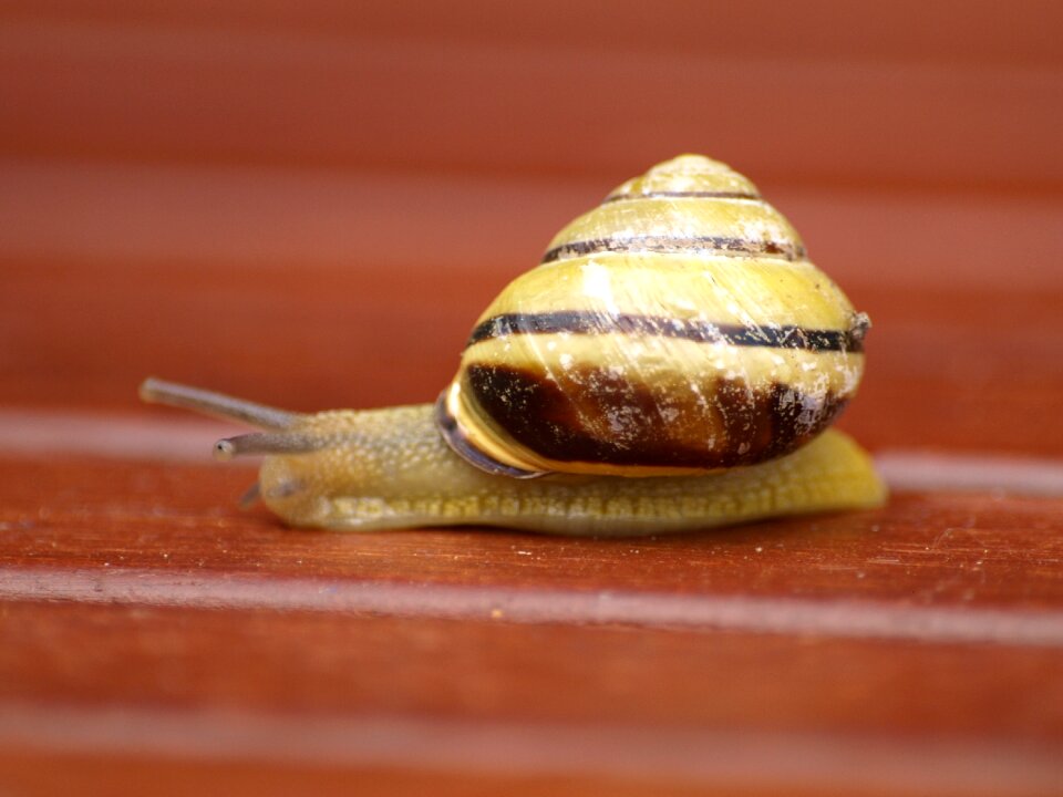 Shell mollusk slowly