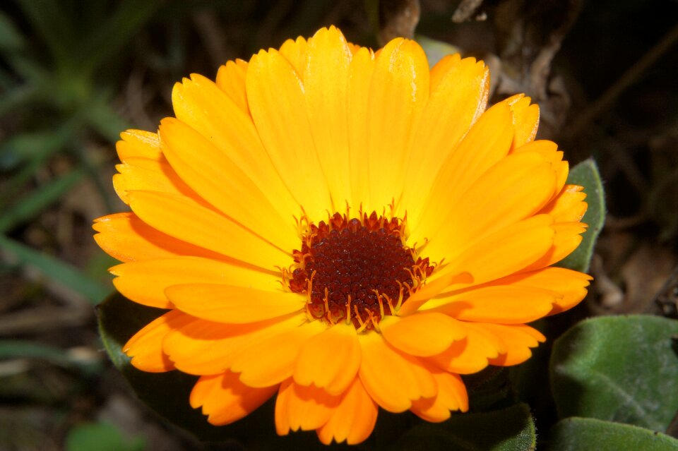Bloom close up colorful