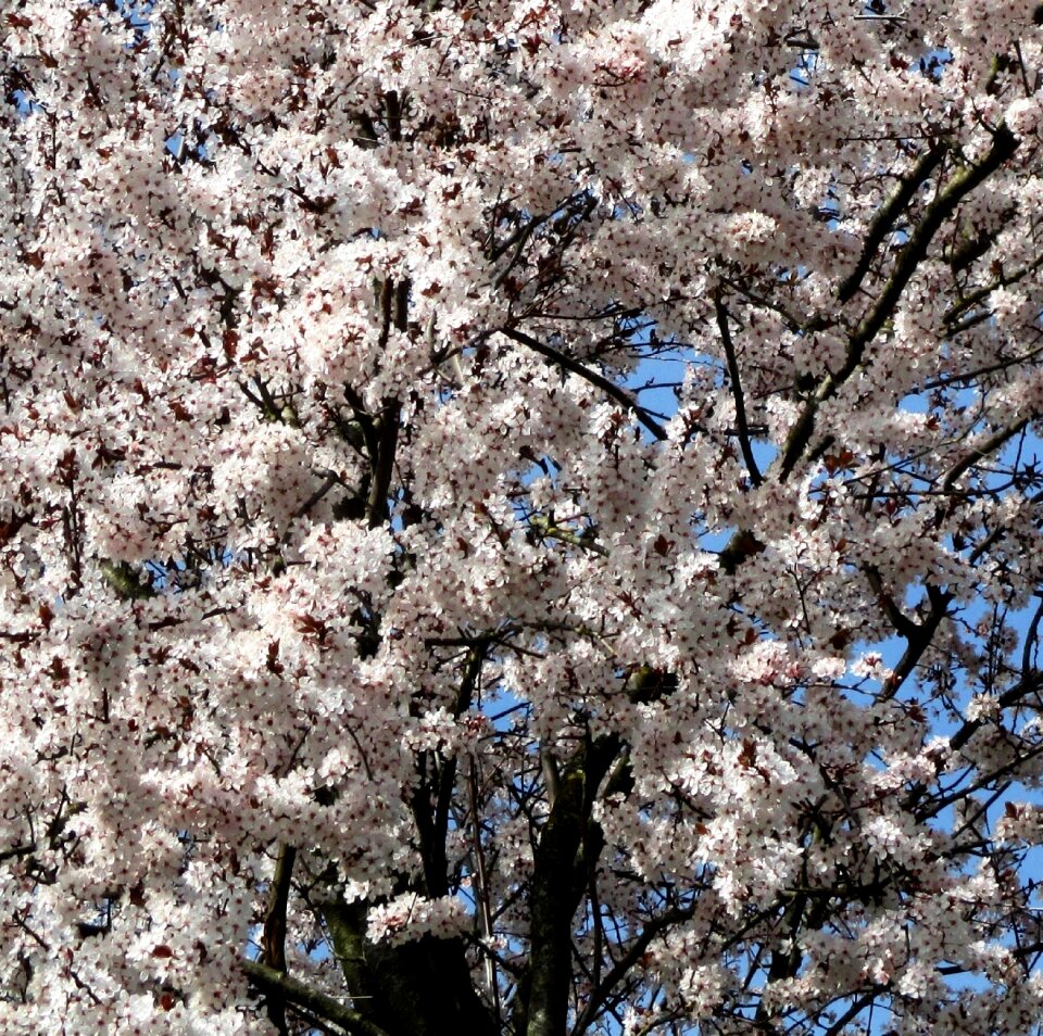 Tree flowers close up