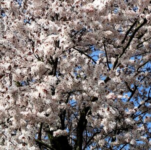 Tree flowers close up