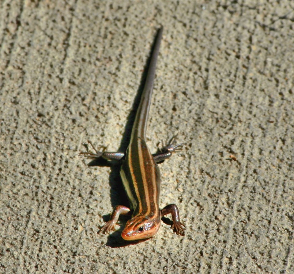 Animal wildlife wild