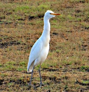 Grassland tattihallia india