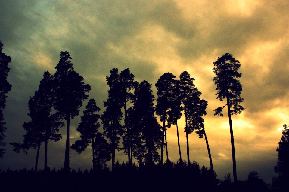 Coniferous tree pine nature