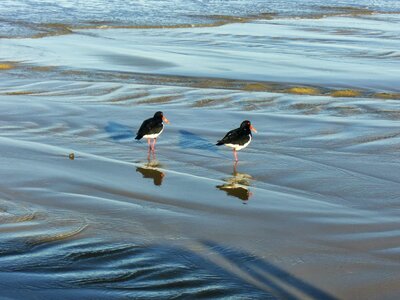 Bird water's edge couple