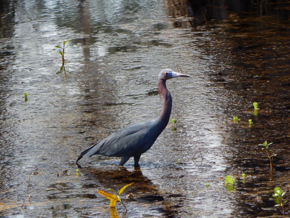 Animal nature water