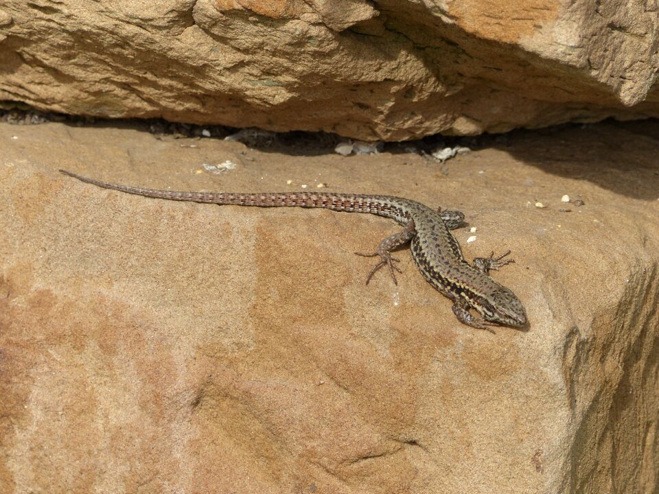 Reptile rock iguana