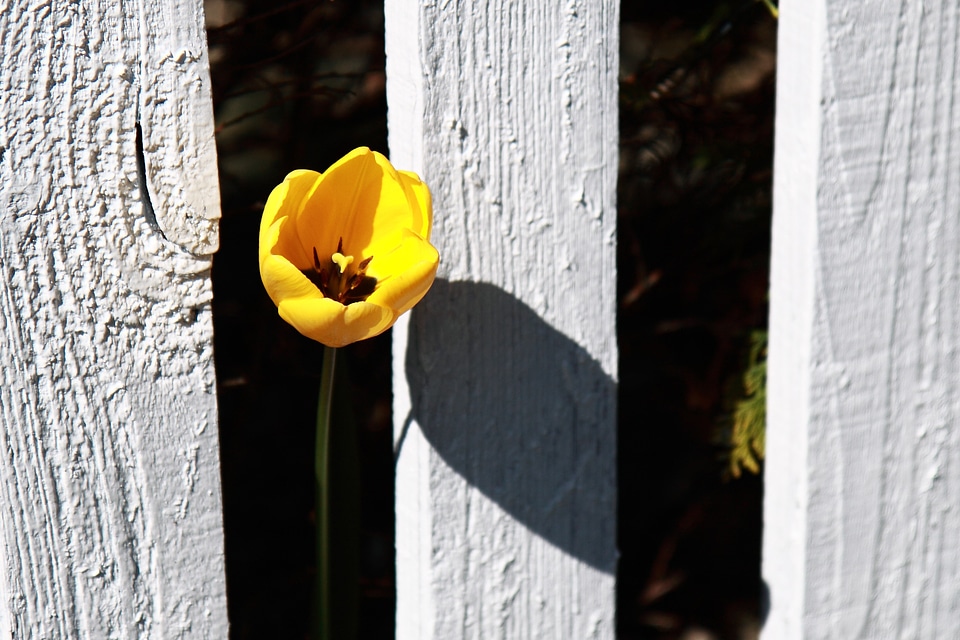 Garden outdoor petal