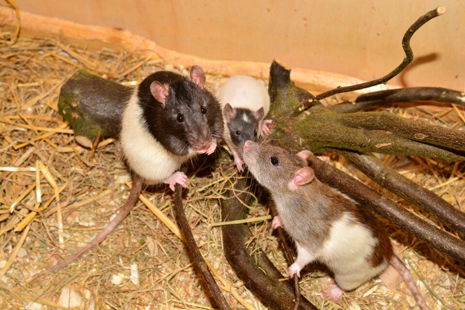 Image color rat rattus norvegicus forma domestica