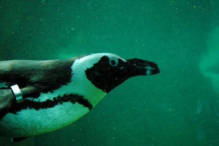 Penguin penguin under water aquatic animal photo