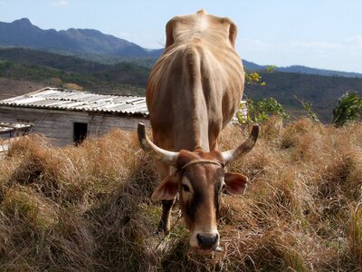 Rural livestock subsistence