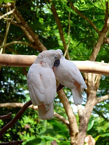 Cockatoo zoo exotic